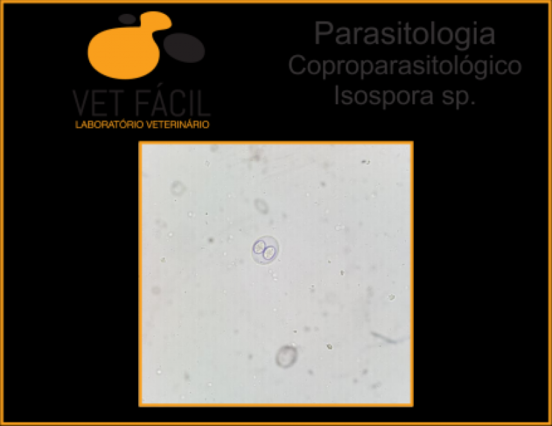 Exame Coproparasitológico Veterinário Interlagos - Exame Pcr Veterinário