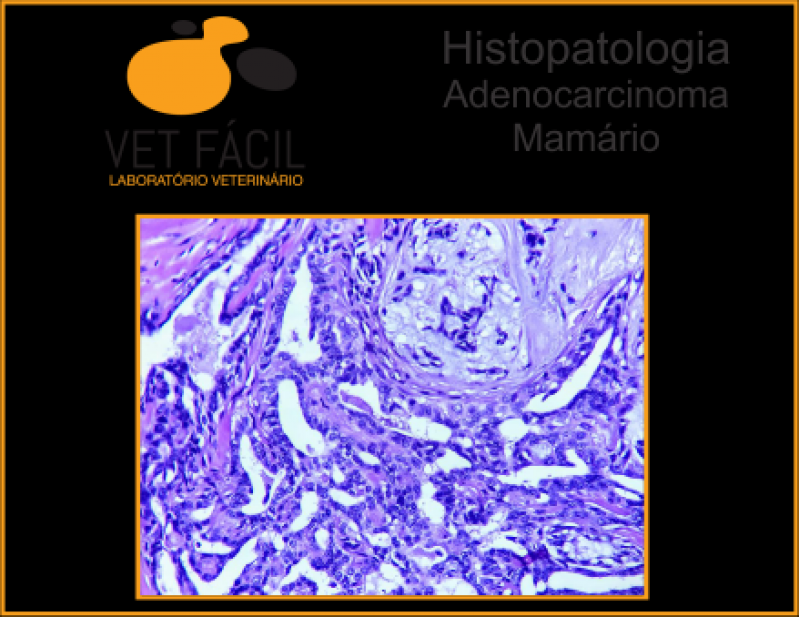 Exame Dermatológico Veterinário Alto de Pinheiros - Exames para Medicina Veterinária