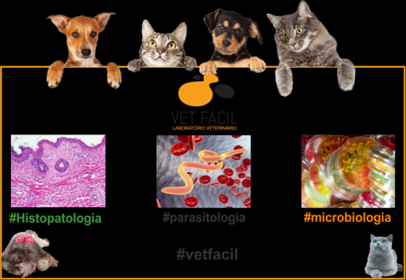 Exames Veterinários: Conheça Os Principais E Entenda A Importância De Cada Um Deles