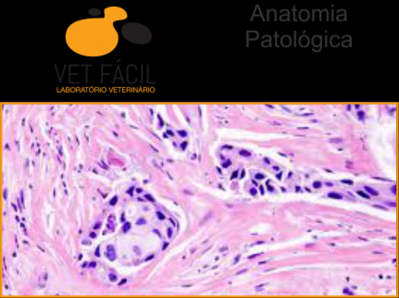 Exame Laboratorial Veterinário Lapa - Exame Pcr Veterinário