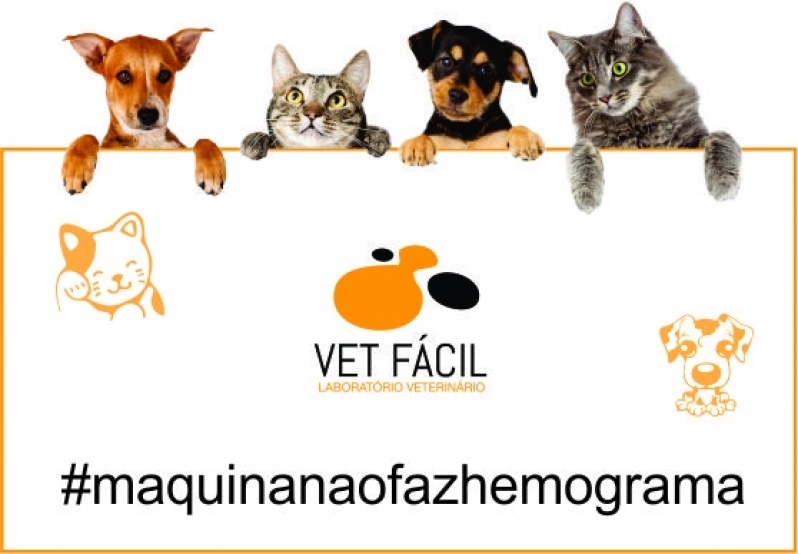 Exames em Gatos Preço Jaguariúna - Exames para Gato