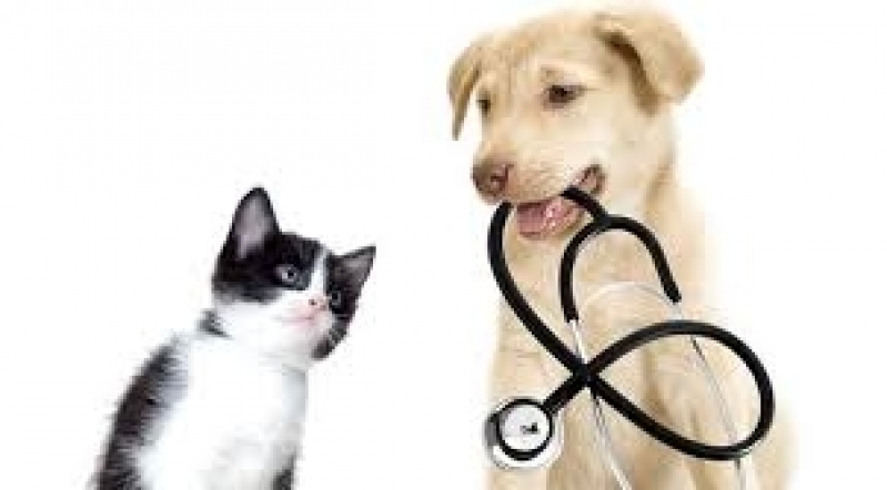 Exames Laboratoriais Cães e Gatos Preço Pirituba - Diagnóstico Veterinário