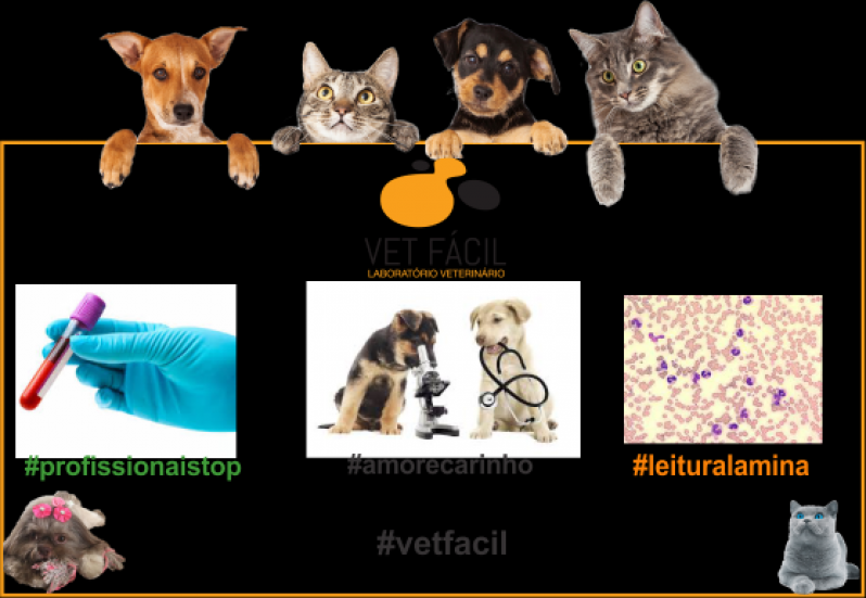 Exames Laboratoriais Hematológico São Mateus - Exames Laboratoriais Cães e Gatos