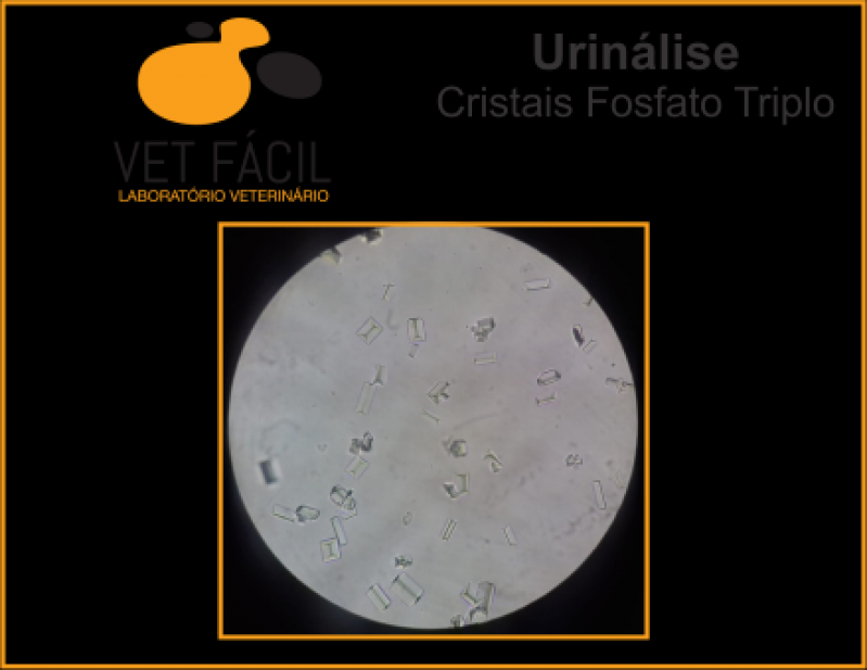 Exames Parasitológico Veterinário Pacaembu - Exame Bioquímico Veterinário