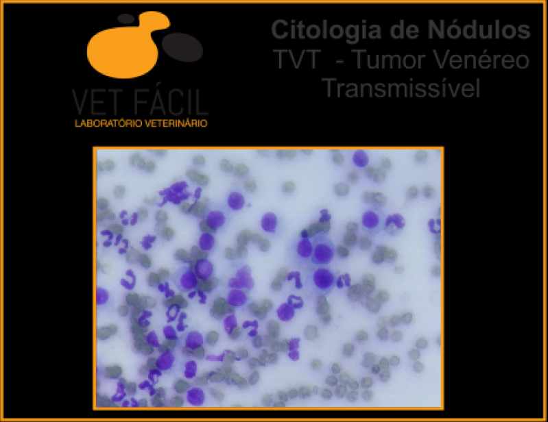 Onde Fazer Exame Citológico Veterinário Parque São Rafael - Exame Histopatológico Veterinário