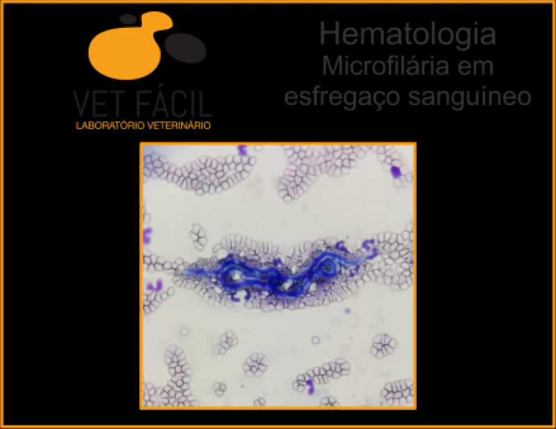 Onde Fazer Exame Hematológico Veterinário Rio Pequeno - Exame Dermatológico Veterinário