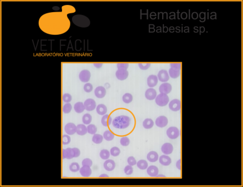 Qual o Valor de Exame Hematológico Veterinário Vinhedo - Exame Imunológico Veterinário