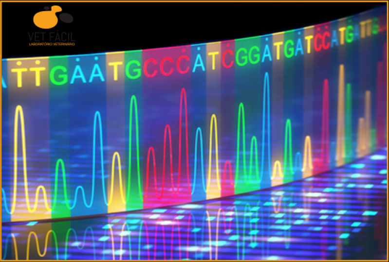 Qual o Valor de Exame Imunológico Veterinário Parque do Carmo - Exame Pcr Veterinário