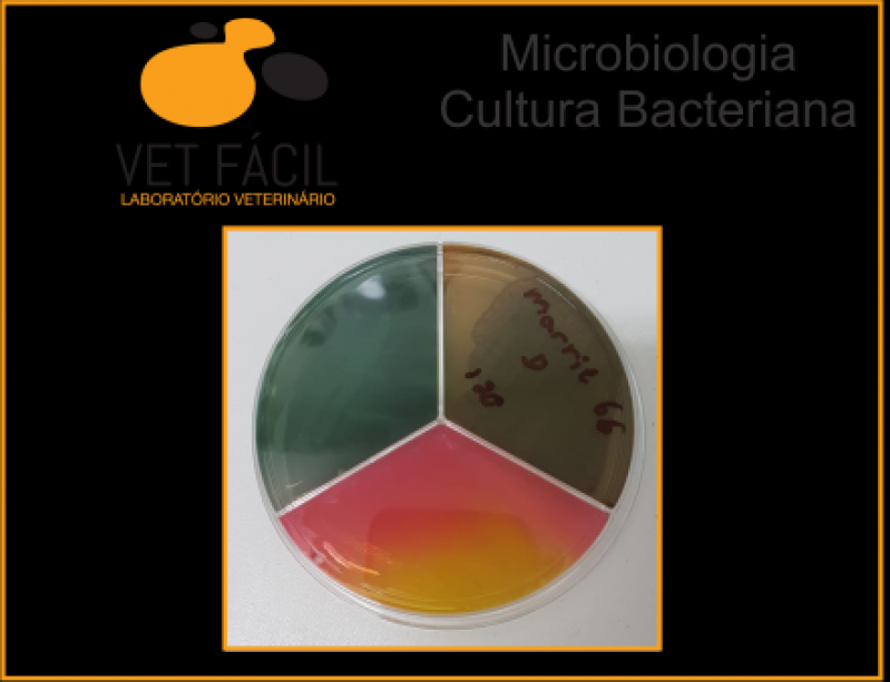 Qual o Valor de Exame Parasitológico Veterinário Parelheiros - Exame Laboratorial Veterinário