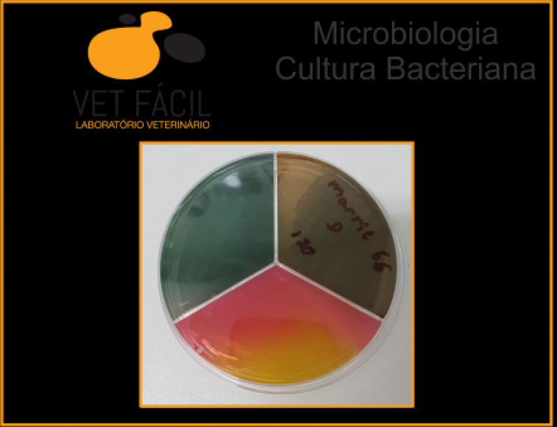 Qual o Valor de Exame Parasitológico Veterinário Americana - Exame Pcr Veterinário